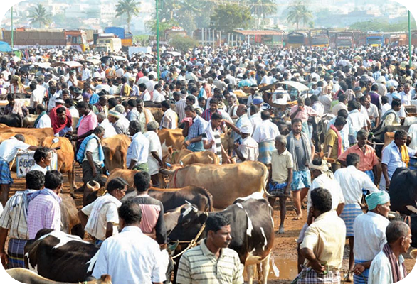 Overcrowded Cattle Markets vs Hassle-Free Online Trading